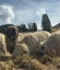 Valais black-nose sheep Carousel 5
