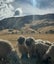 Valais black-nose sheep Carousel 3