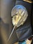 Real horseshoe crab, sprayed silver Carousel 1