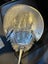 Real horseshoe crab, sprayed silver Carousel 3