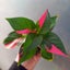 Alternanthera ficoidea 'Partytime' plant | 7cm Nursery Pot Carousel 1