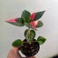 Alternanthera ficoidea 'Partytime' plant | 7cm Nursery Pot Carousel 3