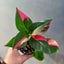 Alternanthera ficoidea 'Partytime' plant | 7cm Nursery Pot Carousel 2