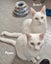 Animal Care Turangi - PENNY & SCOUT Carousel 1