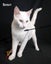 Animal Care Turangi - PENNY & SCOUT Carousel 5
