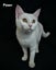 Animal Care Turangi - PENNY & SCOUT Carousel 3
