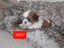 Cutest Maltese Shih-tzu puppies Carousel 3