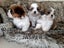 Cutest Maltese Shih-tzu puppies Carousel 4