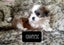 Cutest Maltese Shih-tzu puppies Carousel 5