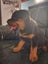 Rottweiler puppy Carousel 6