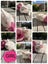 Pure Breed Mini Lop Bunnys Carousel 2