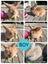 Pure Breed Mini Lop Bunnys Carousel 3