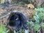Pure Breed Mini Lop Bunnys Carousel 11