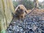 Pure Breed Mini Lop Bunnys Carousel 12
