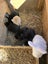 Pure Breed Mini Lop Bunnys Carousel 10