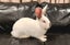 Gorgeous Purebred Flemish Giant Carousel 1