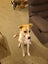 Energetic 1yr old Whippet Cross Carousel 2