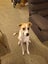 Energetic 1yr old Whippet Cross Carousel 3