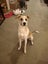 Energetic 1yr old Whippet Cross Carousel 1