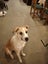 Energetic 1yr old Whippet Cross Carousel 4