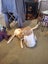 Energetic 1yr old Whippet Cross Carousel 5