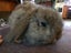 Rabbit - Attractive and Healthy Carousel 2
