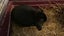 Purebred minilops 1 boy 1 girl Carousel 9