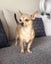 Poppy - Smooth Coat Chihuahua Carousel 1