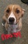 Looking for loving forever homes for our beautiful pups Carousel 5