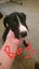 Looking for loving forever homes for our beautiful pups Carousel 4