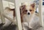 Honey - Long Coat Chihuahua Carousel 3