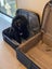 Sweet, companion young dog needs new home Carousel 1