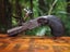 Antique POCKET PISTOL - Flintlock - Black Powder - NO LICENSE NEEDED - $1R Carousel 10