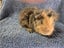 Healthy Baby Guinea Pigs Carousel 8