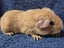 Healthy Baby Guinea Pigs Carousel 9