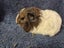 Healthy Baby Guinea Pigs Carousel 10