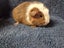 Healthy Baby Guinea Pigs Carousel 11
