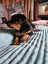Rottweiler puppy Carousel 1