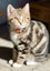 CAT RESCUE CHCH - Ready For Adoption Artie Carousel 2