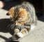 CAT RESCUE CHCH - Ready For Adoption Artie Carousel 3