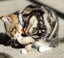 CAT RESCUE CHCH - Ready For Adoption Artie Carousel 4
