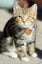 CAT RESCUE CHCH - Ready For Adoption Artie Carousel 1