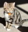 CAT RESCUE CHCH - Ready For Adoption Artie Carousel 5