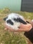 Rabbit cute baby mini lops Carousel 3