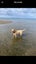 Nala 5yr Girl Mixed Breed Dog Orewa Carousel 2
