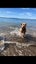 Nala 5yr Girl Mixed Breed Dog Orewa Carousel 3