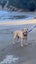 Nala 5yr Girl Mixed Breed Dog Orewa Carousel 5