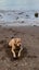 Nala 5yr Girl Mixed Breed Dog Orewa Carousel 6