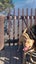 Nala 5yr Girl Mixed Breed Dog Orewa Carousel 8
