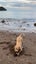 Nala 5yr Girl Mixed Breed Dog Orewa Carousel 9